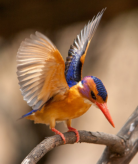 Pygmy Kingfisher